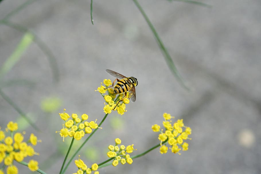 Wasp, Bug, Nature, Macro, Flowers, yellow, insect, one animal HD wallpaper