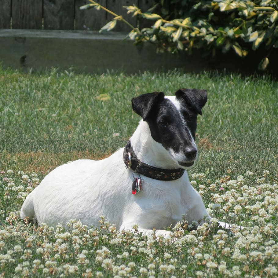 smooth fox terrier, dog, animal, cute, pet, portrait, domestic HD wallpaper