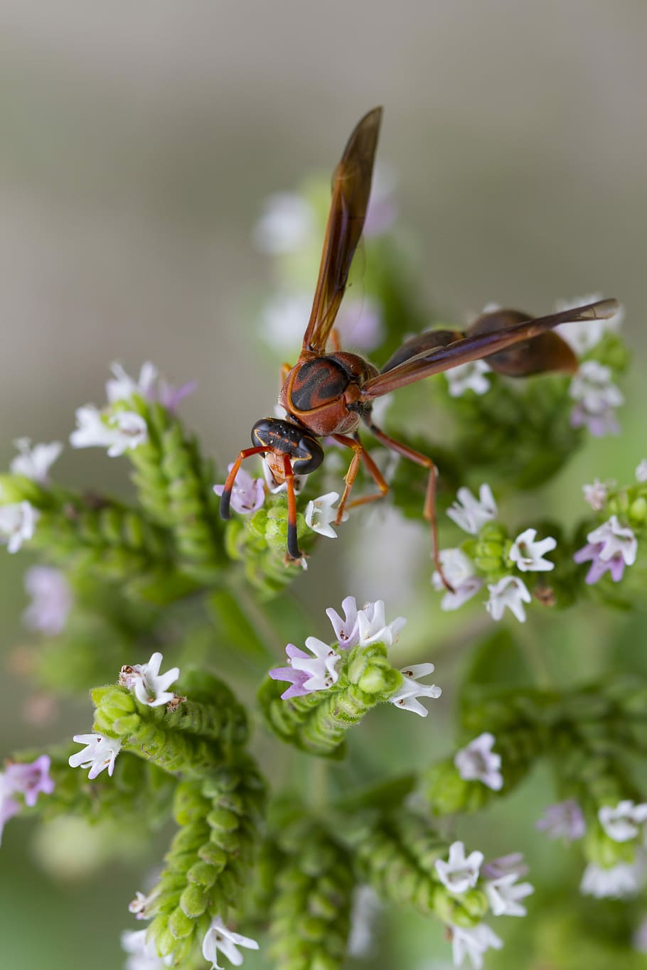 Vespa, Sting, Spring, Macro, Flowers, garden, nature, landscape HD wallpaper