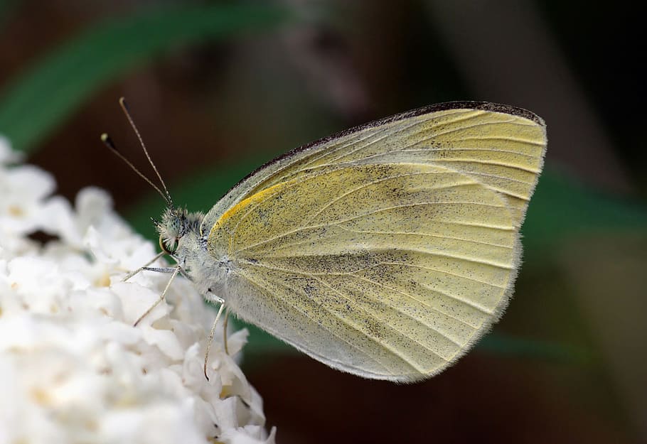 butterfly, small white, dixeia, macro, insect, wings, nature HD wallpaper