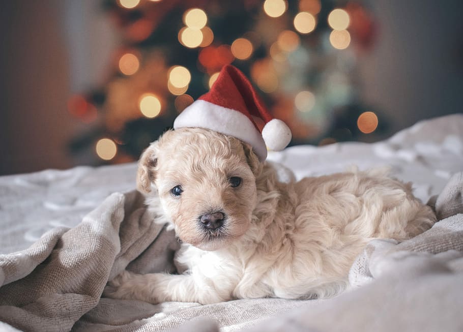 long-coated white puppy wearing santa hat, selective focus photography labradoodle puppy on bed