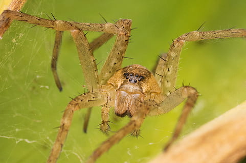 Macro, Bug, Spider, Animal, Nature, invertebrate, garden, wildlife HD wallpaper