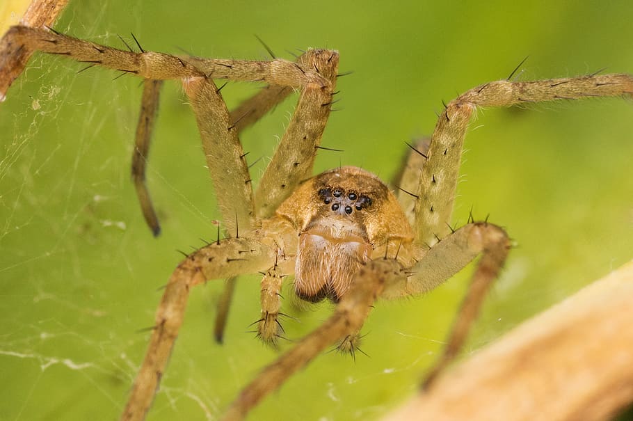 Macro, Bug, Spider, Animal, Nature, invertebrate, garden, wildlife HD wallpaper