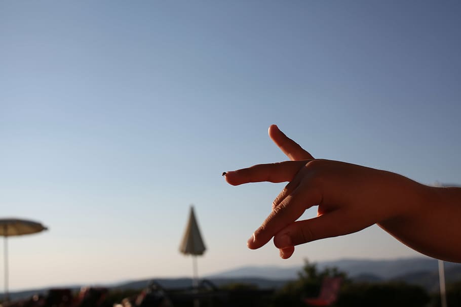 ladybug, fingers, hand, human hand, human body part, sky, clear sky HD wallpaper