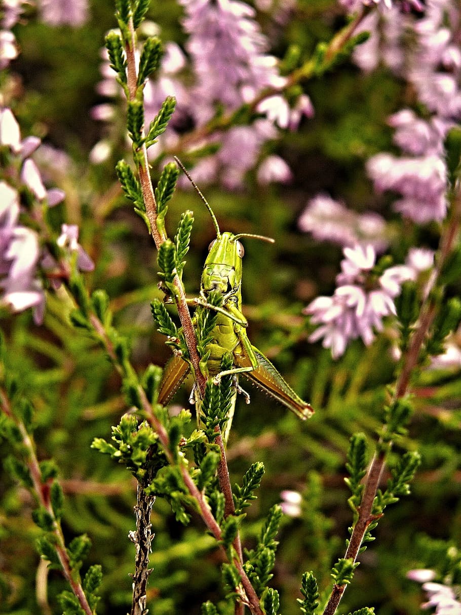 heather, grasshopper, green, insect, plant, invertebrate, flower HD wallpaper