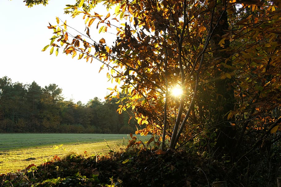 fall, sun, light, orange, brown, doré, forest, leaves, nature HD wallpaper