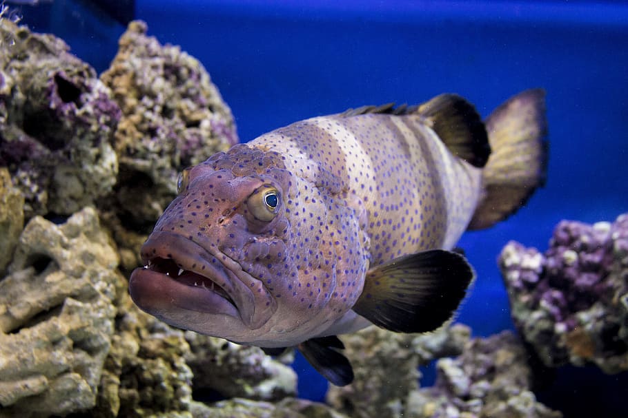 Fish, Aquarium, mosakvarium, underwater, one animal, undersea HD wallpaper