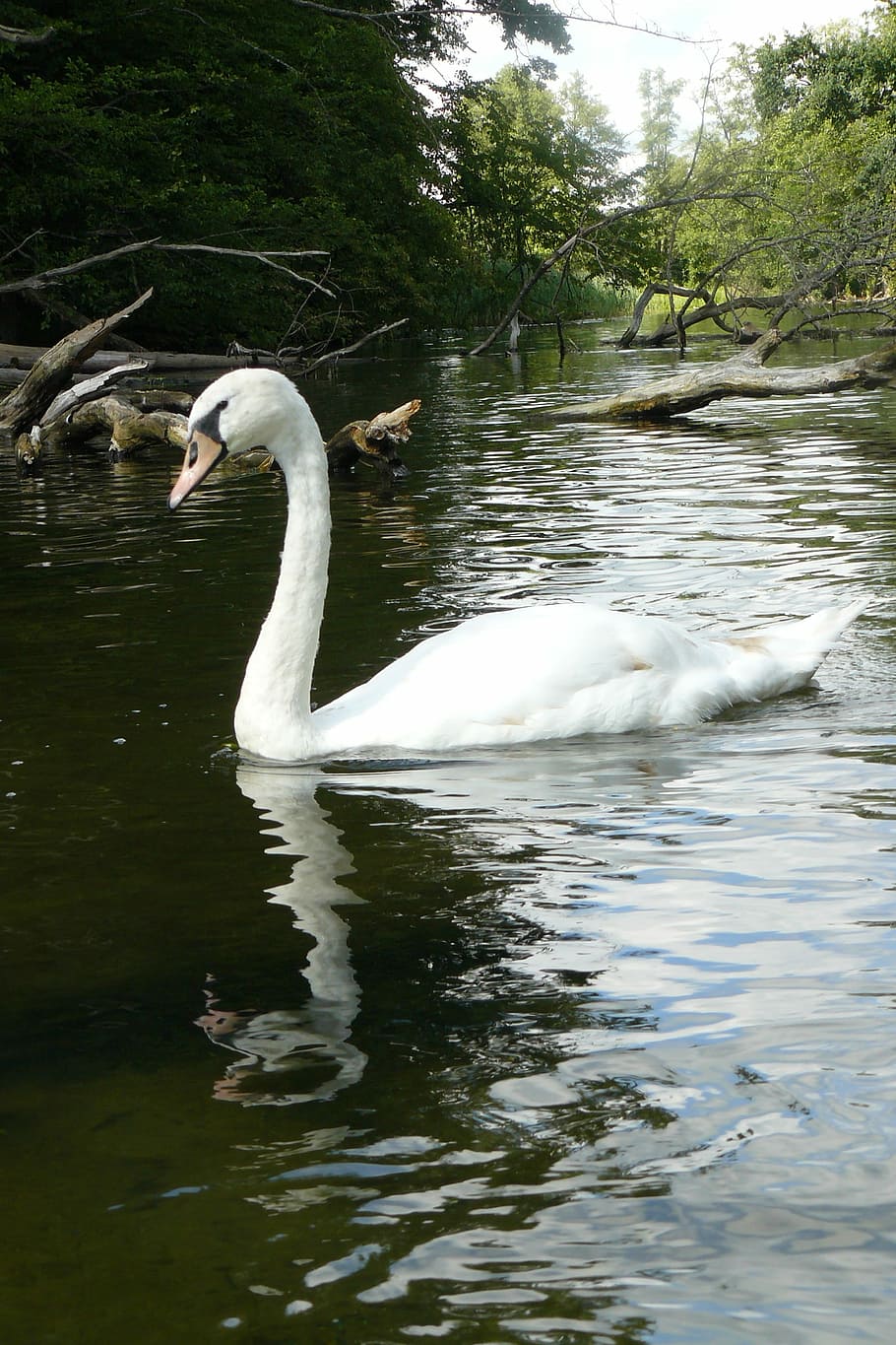 swan, river, rafting, water, animals in the wild, animal themes HD wallpaper