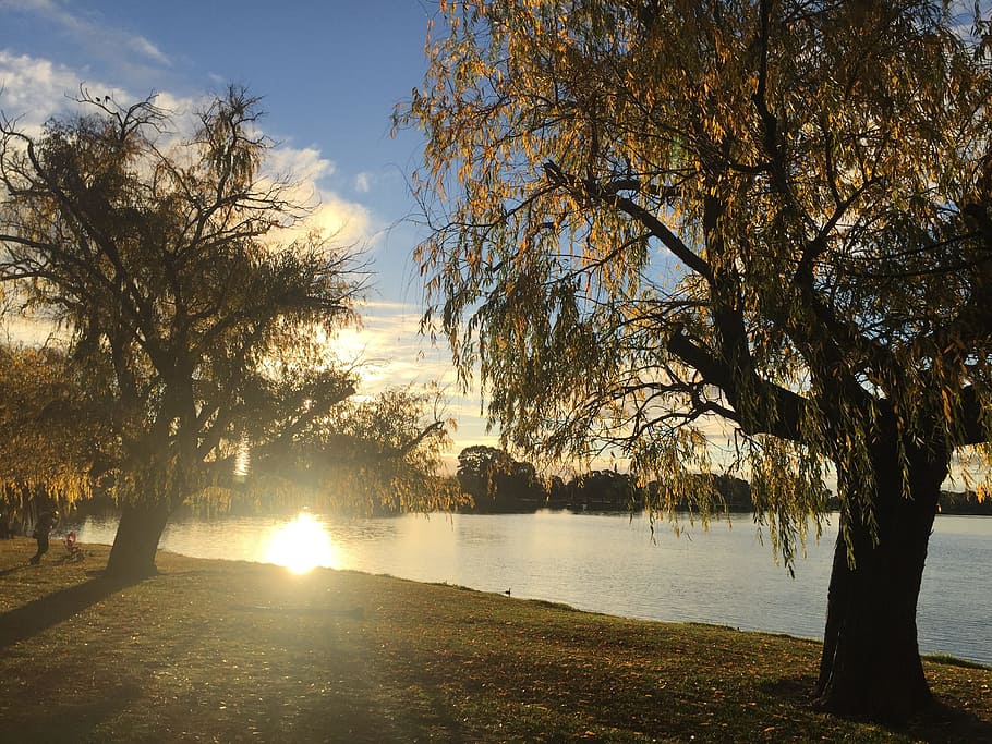 riverside, sunset, trees, reflection, plant, water, nature HD wallpaper