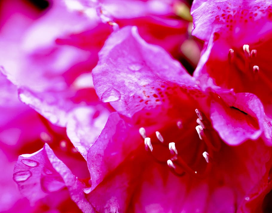 pink, flower, drip, petals, macro photo, decorative, light HD wallpaper