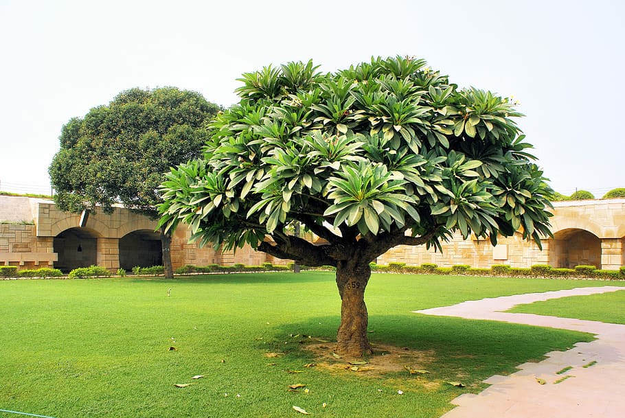 India, Tomb, Tree, Botany, green color, architecture, built structure HD wallpaper
