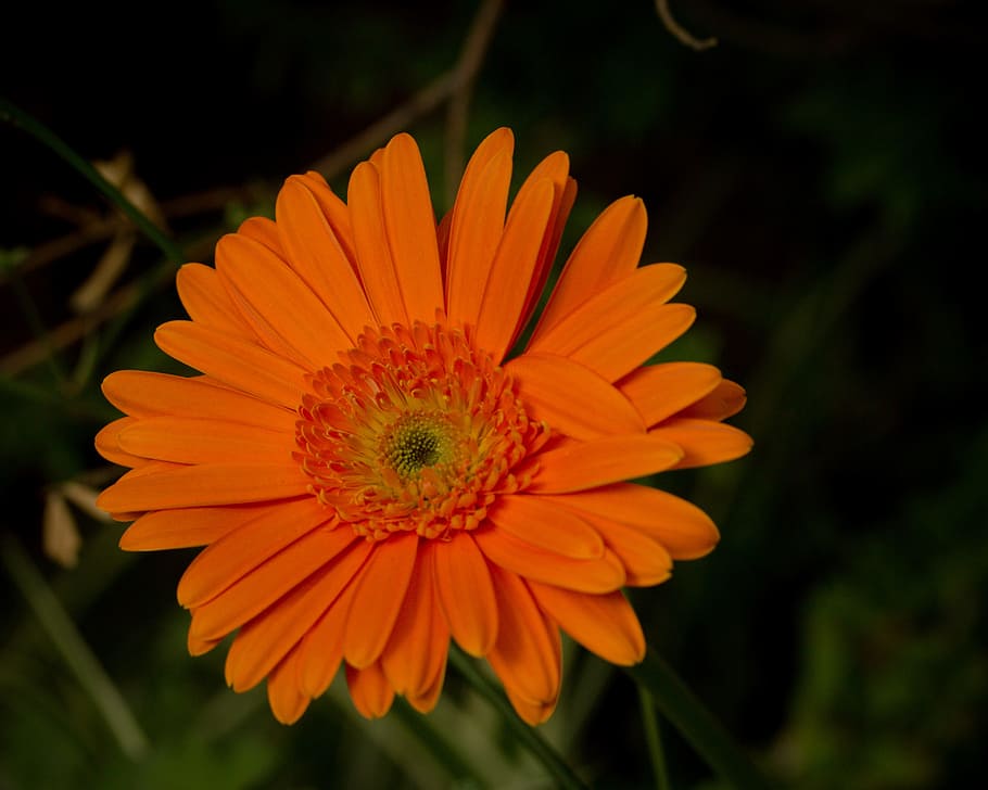 Orange, Flower, Daisy, Gerber, Floral, blossom, garden, plant, HD wallpaper
