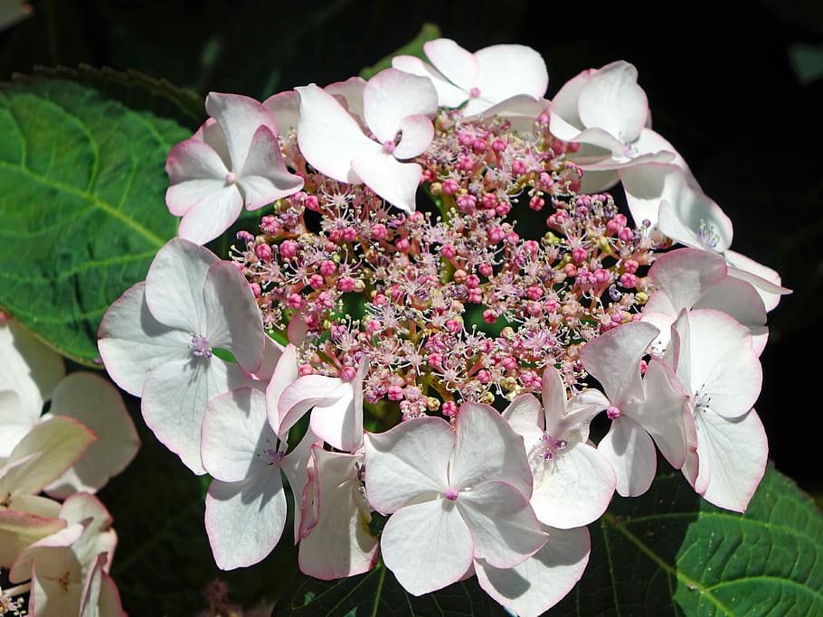 Hydrangeas, Flowers, Pink, Nature, blossom, garden, plant leaves HD wallpaper
