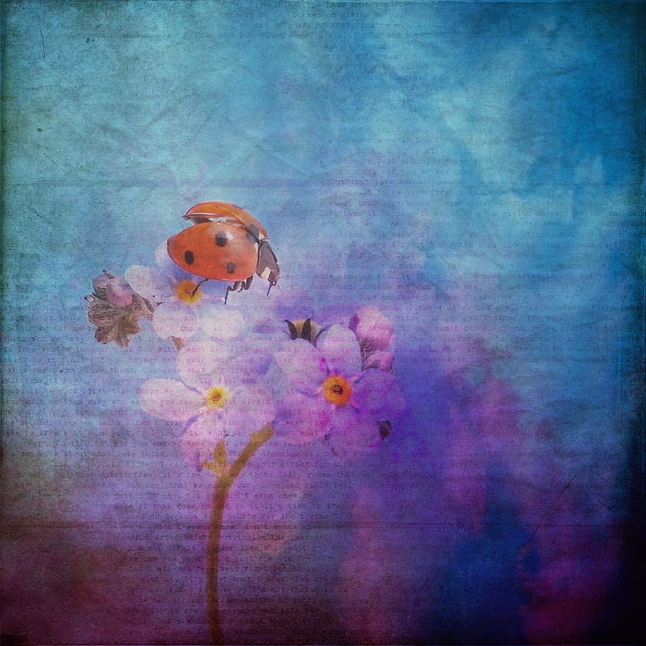 two red ladybug on white petaled flower wallpaper, texture HD wallpaper