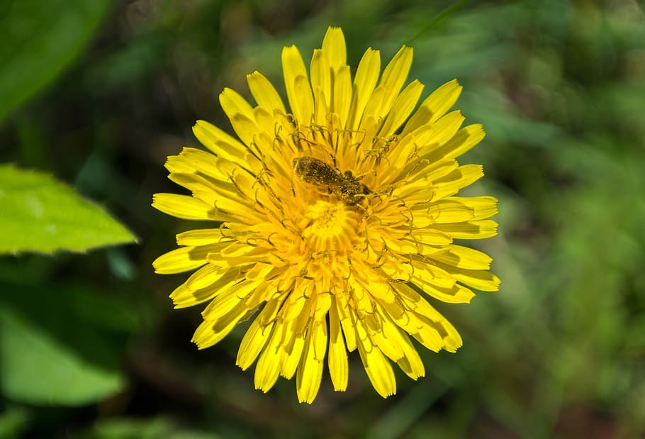 flower, insect, bee, nectar, macro, closeup, summer, dandelion HD wallpaper