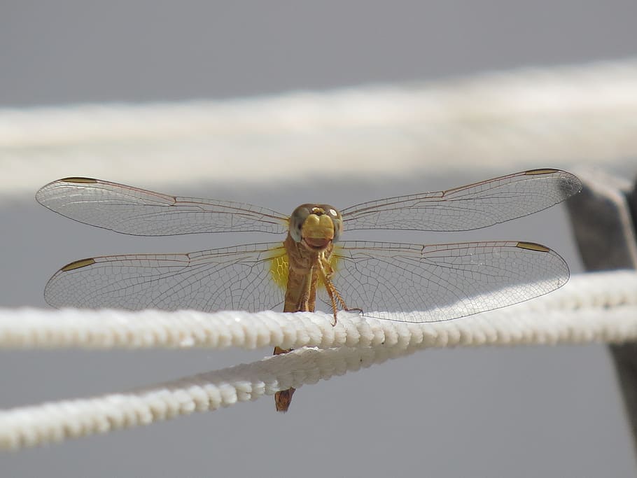 dragonfly, wings, insect, invertebrate, animal wildlife, animal themes HD wallpaper