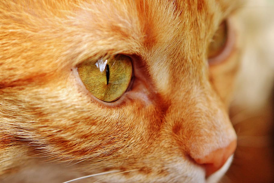 close-up photo of tan cat, red, cute, mackerel, tiger, sweet HD wallpaper