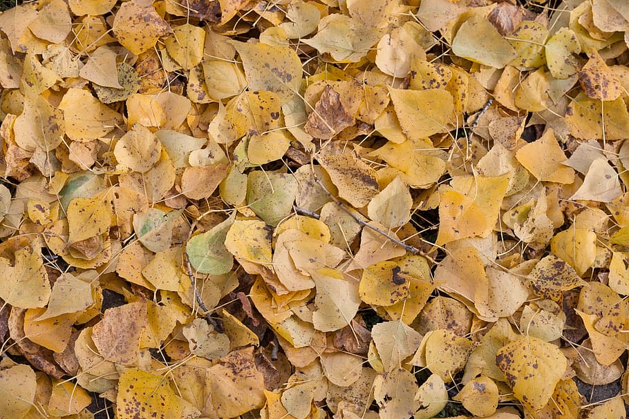 dry, background, texture, nature, template, golden, plant, krupnyj plan HD wallpaper