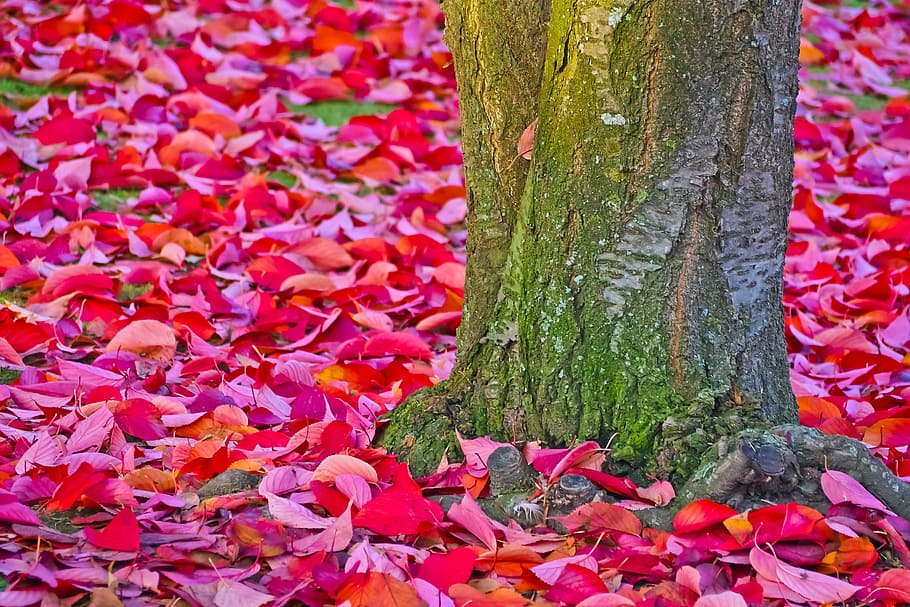 tree surrounded by leafs, autumn, red, leaves, landscape, plant HD wallpaper