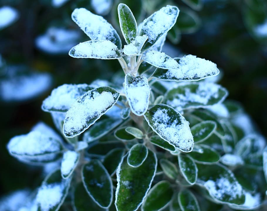 nature, flora, tree, winter, leaf, silver, frost, festive, white HD wallpaper