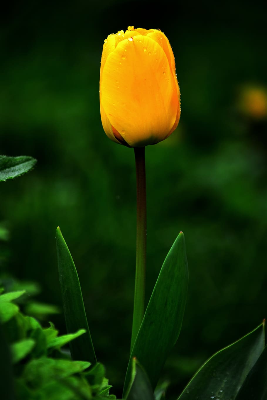 tulip, flower, yellow, spring, yellow flower, raindrops, growth HD wallpaper
