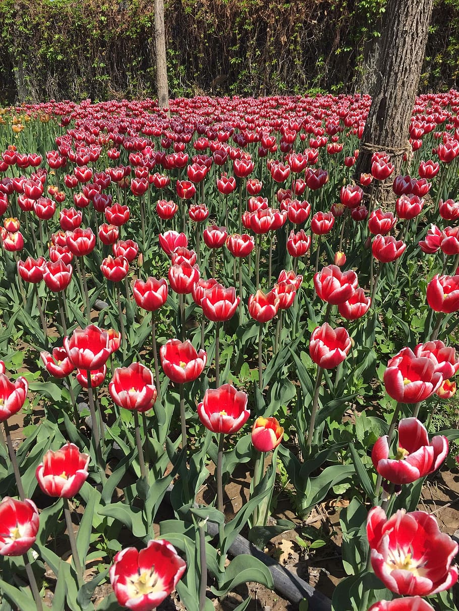 Tulip, Flowers, Beautiful, red, growth, day, nature, outdoors HD wallpaper