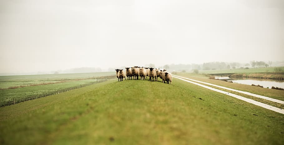 herd of sheep on field at daytime, herd of sheep at the field during day HD wallpaper