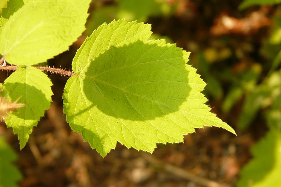 leaves, green, shadow play, leaf, plant part, green color, nature HD wallpaper