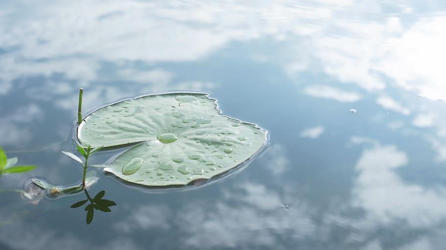 closeup photography of green leaf, lotus leaf, pond, nature HD wallpaper