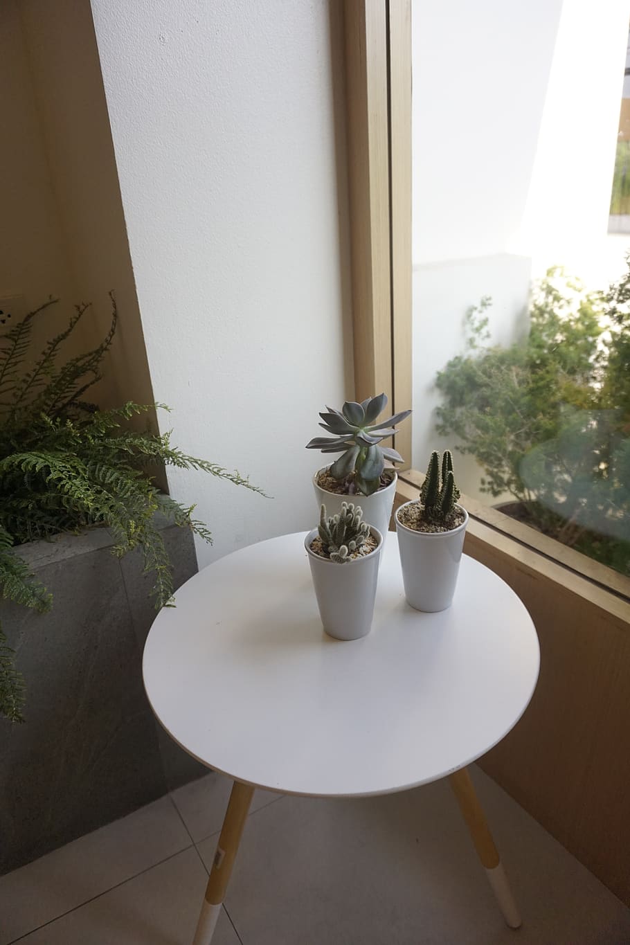 green, cactus, plant, natural, potted plant, window, table HD wallpaper