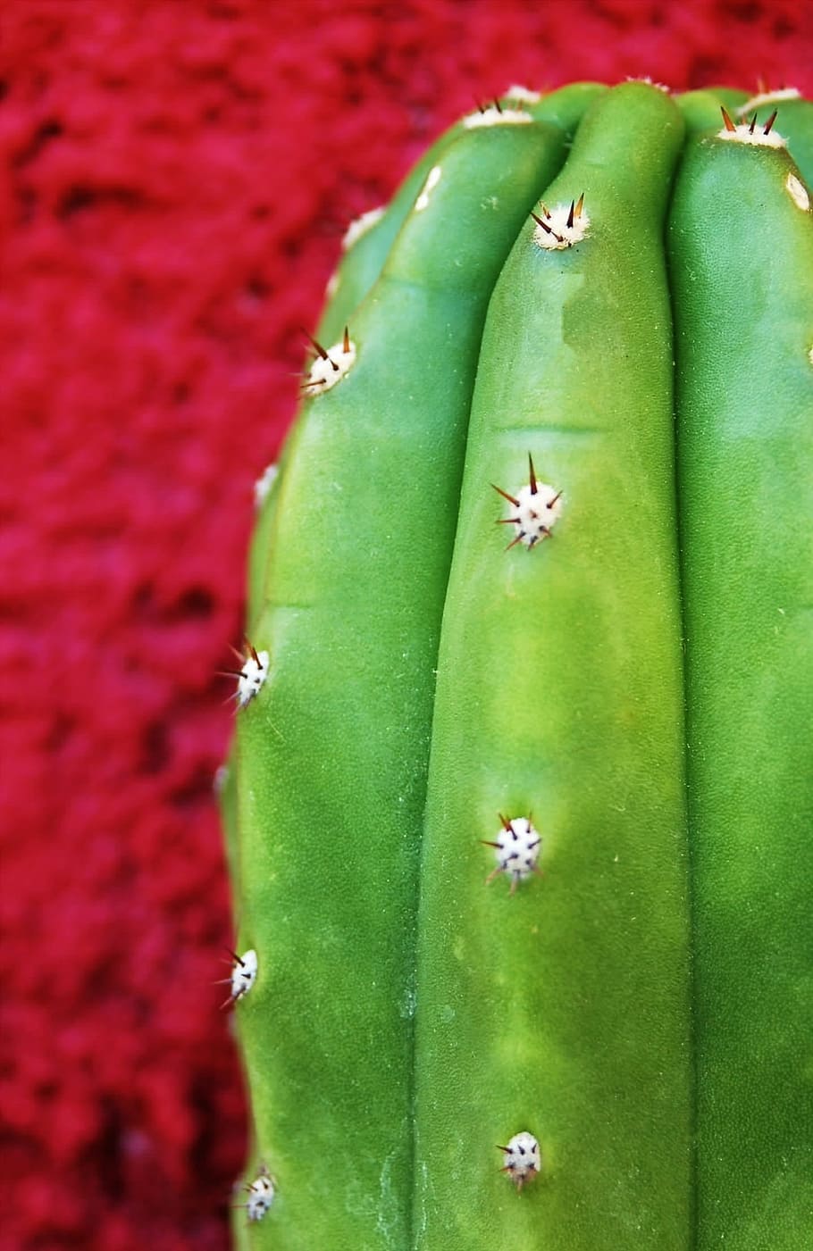 close-up photo of green cactus, texture, plants, san pedro HD wallpaper