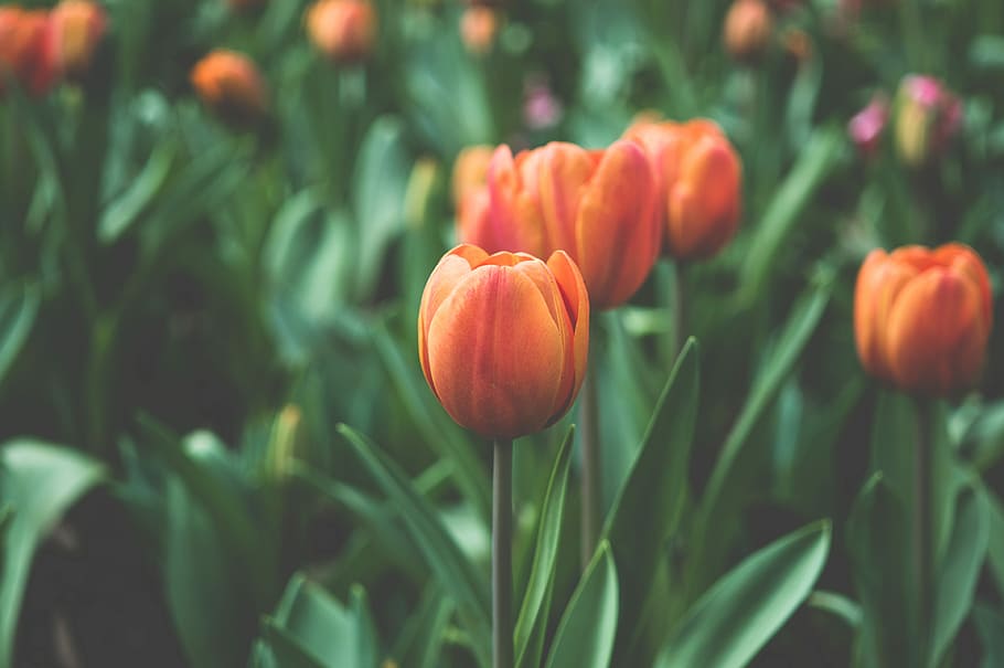 orange tulip, shallow focus photography of orange tulip flowers HD wallpaper