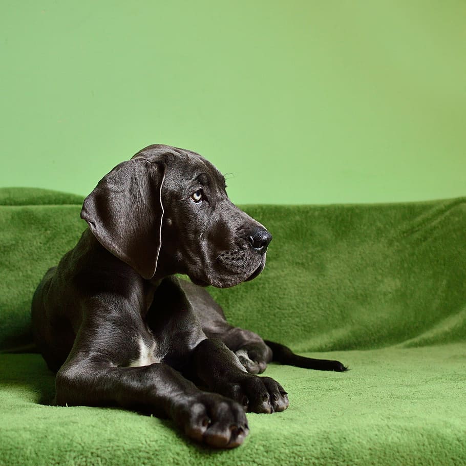 black great dane puppy prone lying on green sofa inside the room, HD wallpaper
