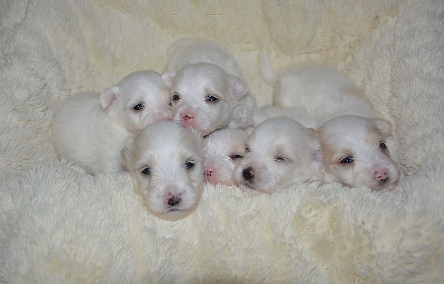 puppies coton tulear, baby dog, scope of puppy, white dogs, HD wallpaper