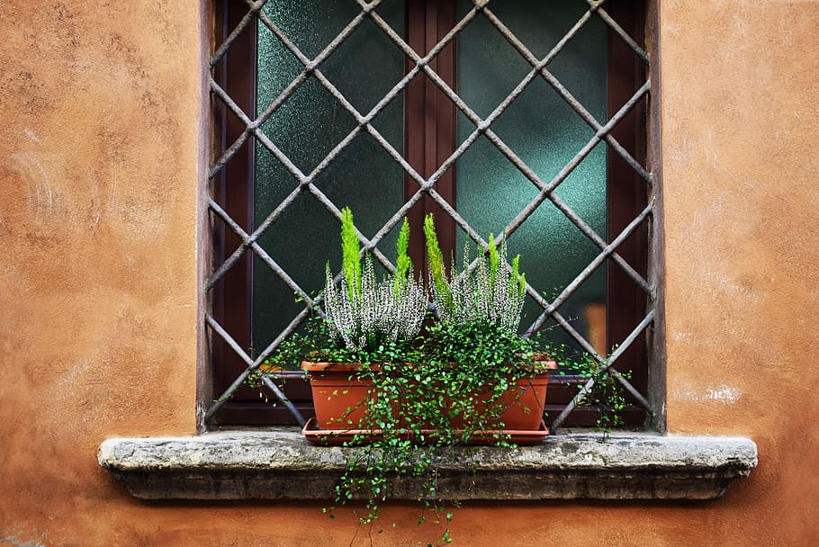green leaf plants in brown pot on window, green leaf plant on brown pot on window wall shelf HD wallpaper