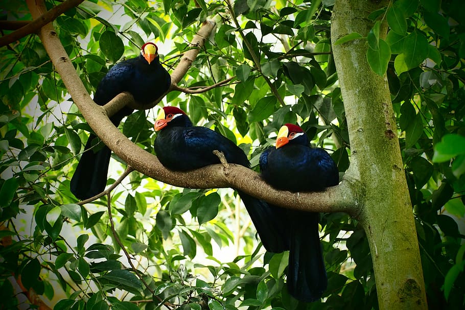birds, tree, black, feathers, animal, nature, wildlife, multi Colored HD wallpaper