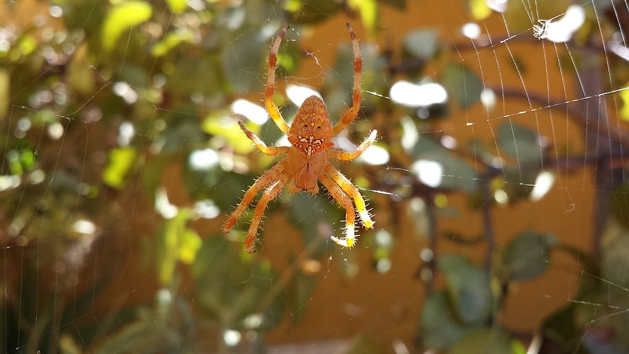 spider, arachnid, animals, insects, nature, life, one animal HD wallpaper