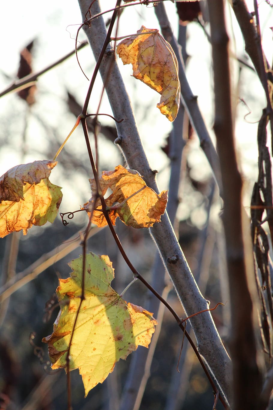 leaves, leaf, tree, nature, green, plant, foliage, flower, autumn HD wallpaper