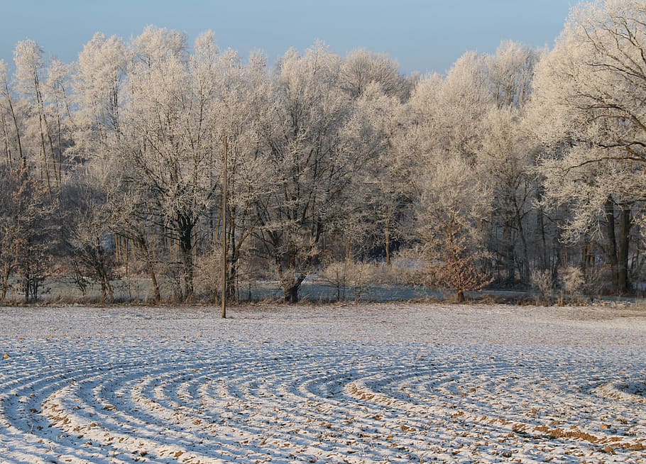 frost, forest, landscape, trees, cold, winter, icy, nature HD wallpaper