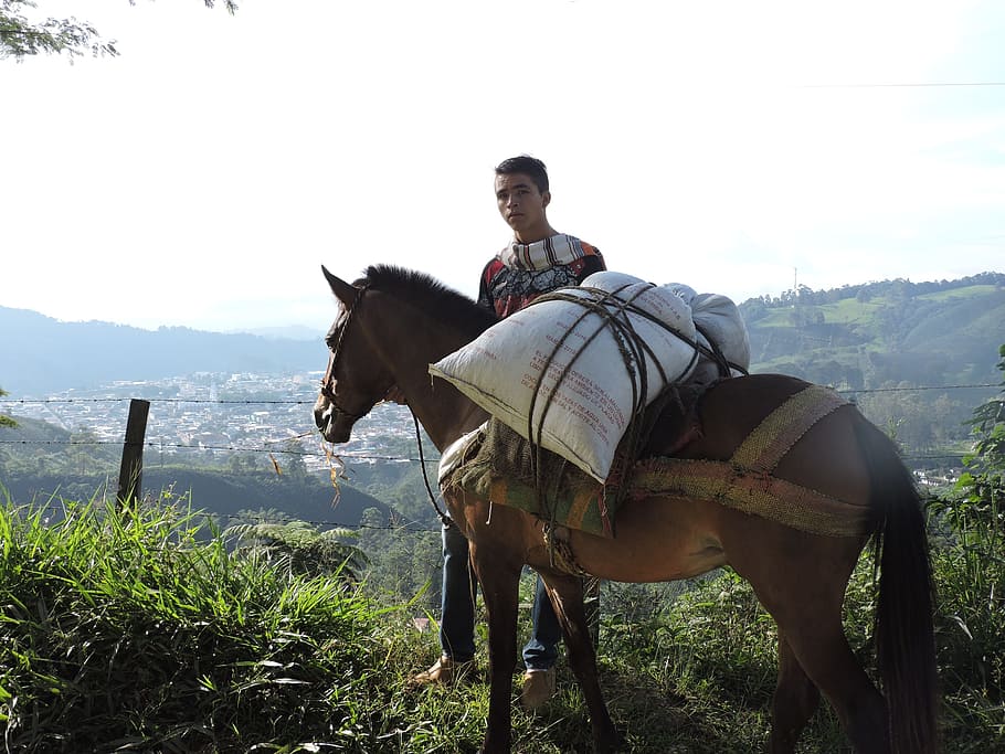 Landscape, Colombia, libanotolima, horse, adult, rural scene HD wallpaper