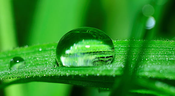 water, drop, grass, rain, nature, wet, fall, plant, raining HD wallpaper