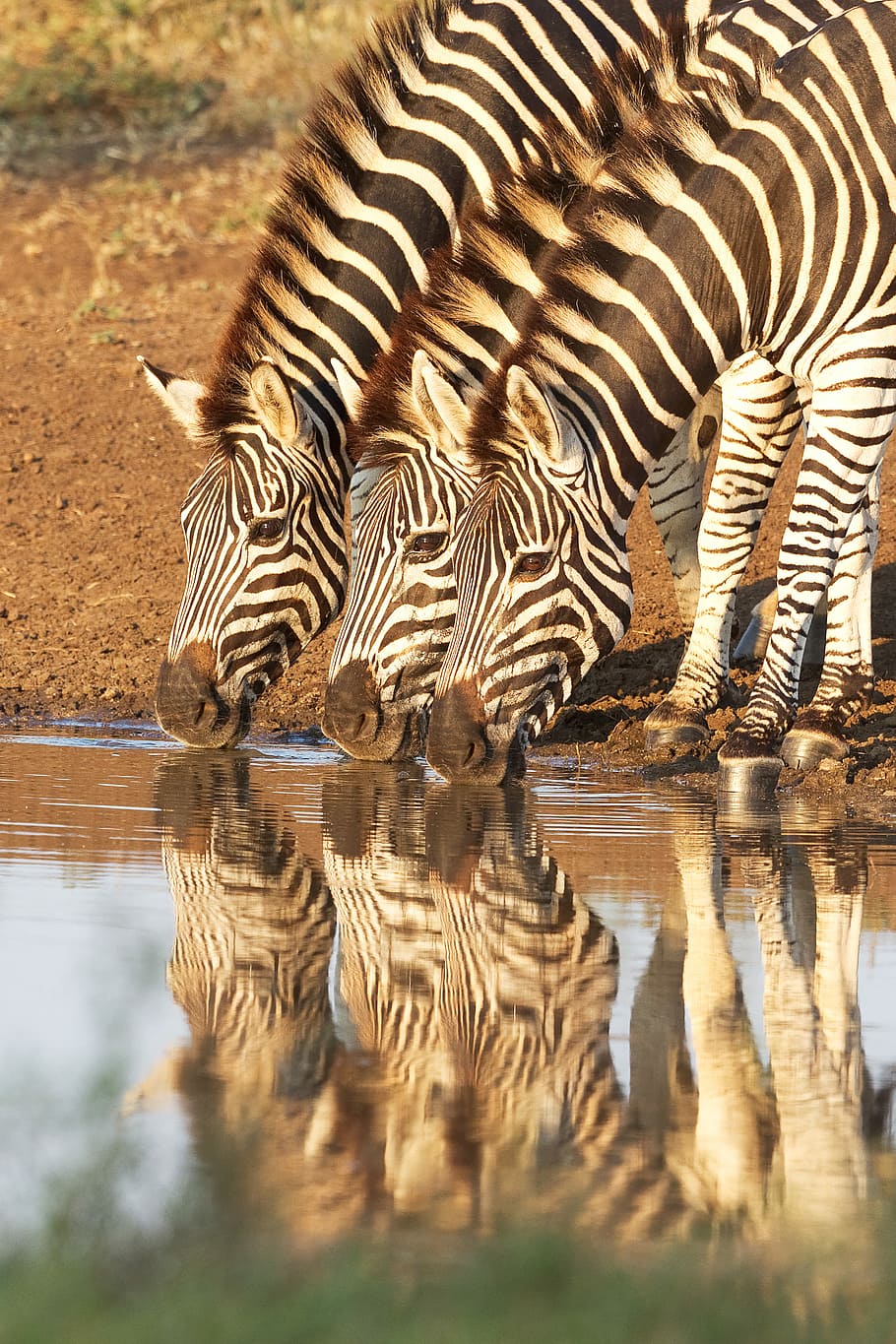 three zebras drinking water on river at daytime, reflection HD wallpaper