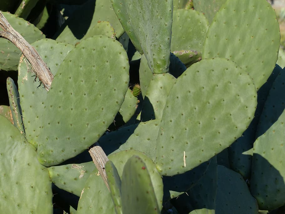 Cactus, Prickly, Ear, ear cactus, prickly pear, ears leaves HD wallpaper