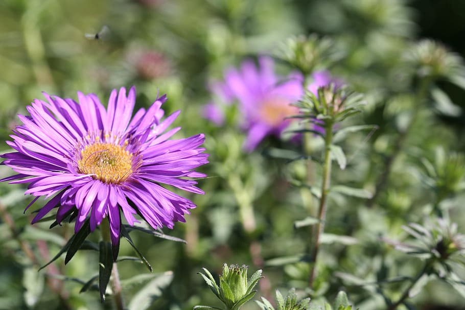 bee, flower, spring, flowering plant, fragility, vulnerability HD wallpaper
