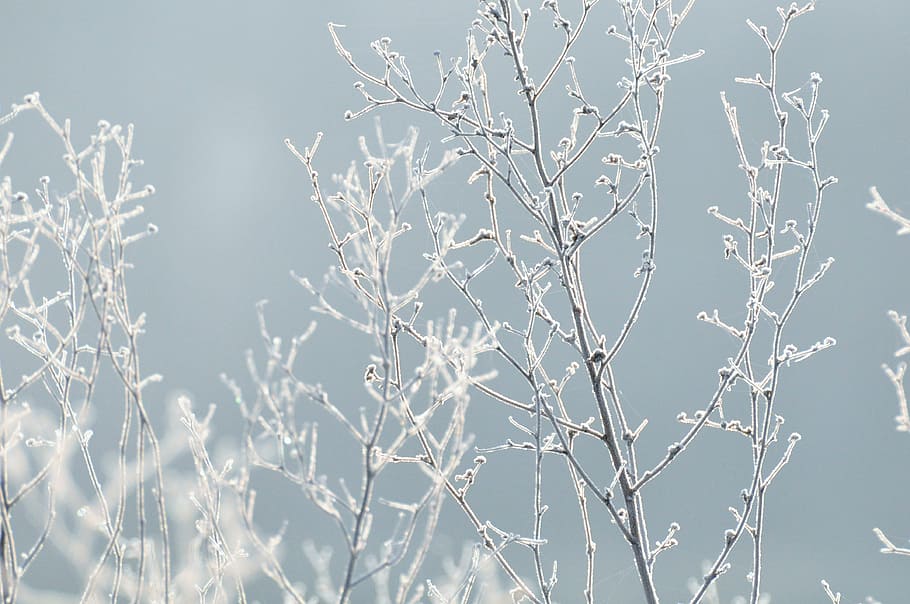 selective focus photography of snowconed branch, plant, tree HD wallpaper