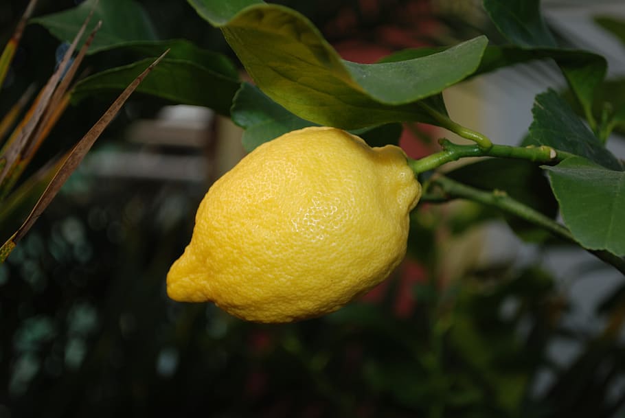 Lemon Tree, Nature, Fruit, Juicy, food, ripe, healthy, fresh HD wallpaper