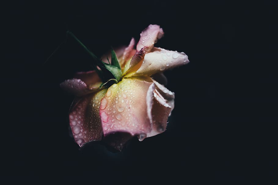 closeup photo of pink flower, closeup photography of pink rose flower with water droplets HD wallpaper
