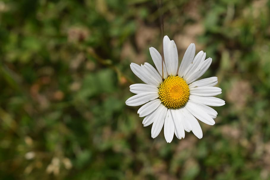 Leucanthemum Vulgare, Asteraceae, Flower, daisy, blossom, herb HD wallpaper