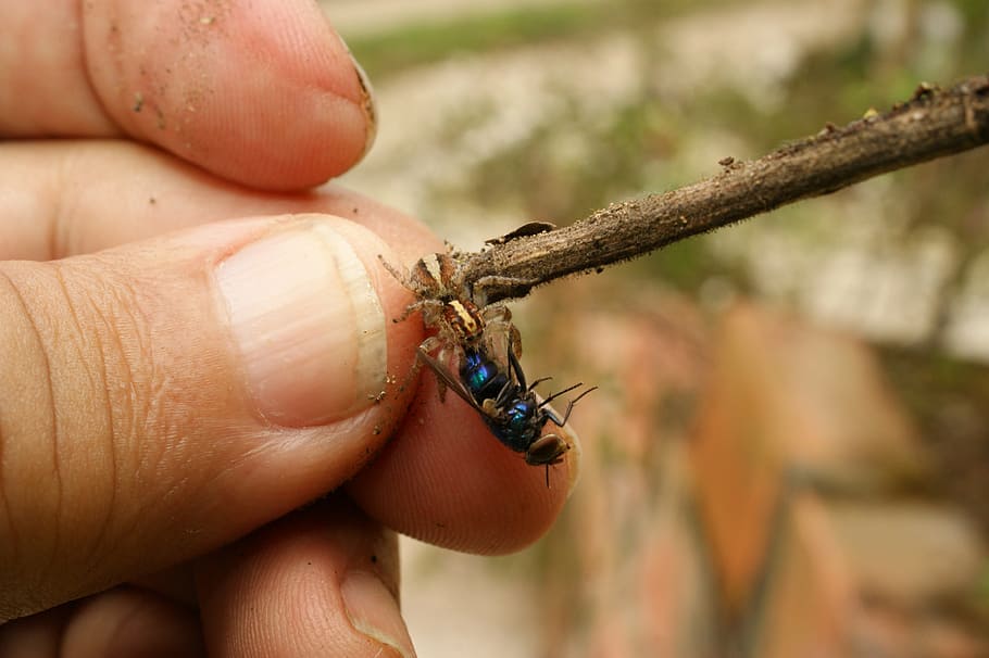 nature, insects, spider, fly, the, virginia, quindio, colombia HD wallpaper