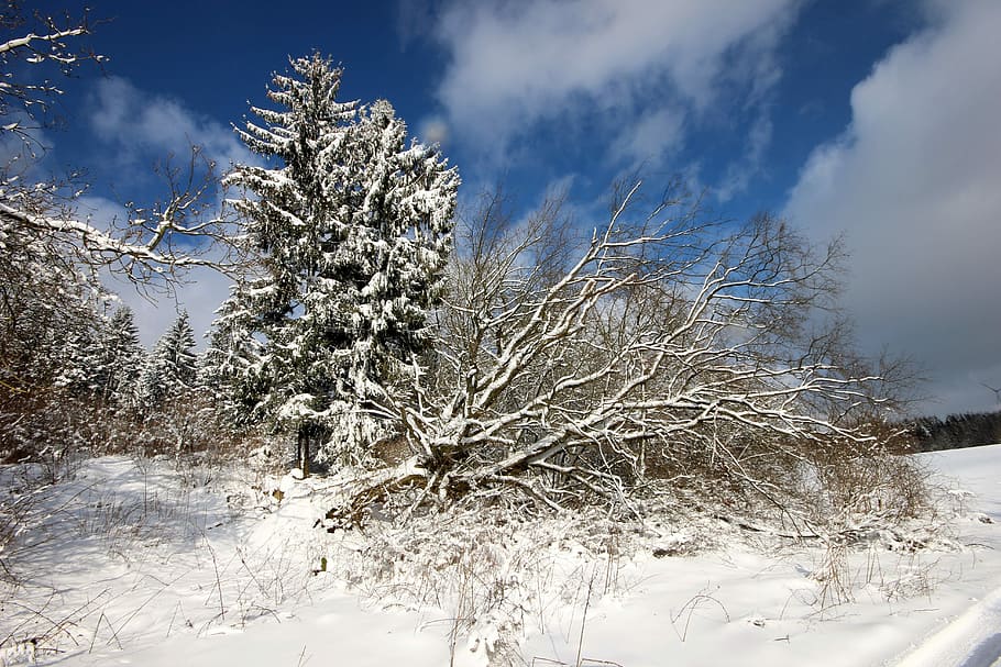 Winter, Spruce, Tree, Snow, Forest, snowy, fir, wintry, cold HD wallpaper